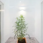 Lemon Tree Garden 3bedroom Lissabon